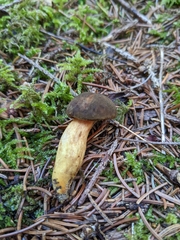 Phylloporus pelletieri