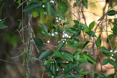 Chiococca alba