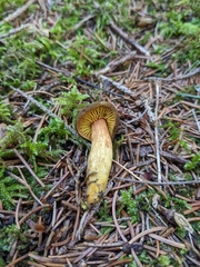 Phylloporus pelletieri