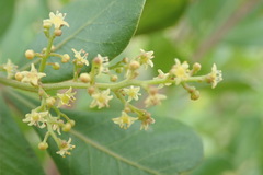 Searsia glauca
