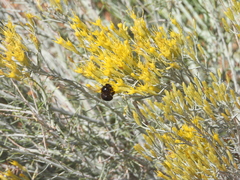 Xylocopa tabaniformis androleuca