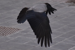 Corvus cornix