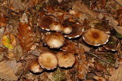 Candolleomyces candolleanus