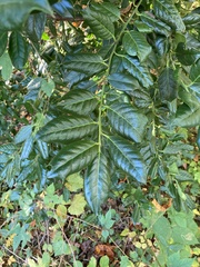 Ilex cornuta