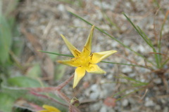 Hypoxis villosa