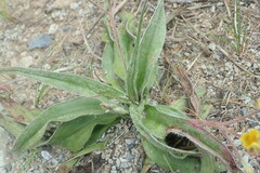 Hypoxis villosa