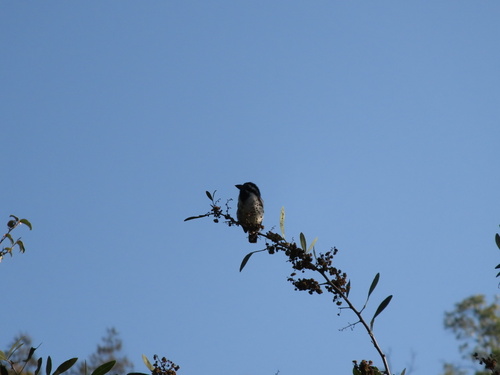 Spot-flanked Barbet (Tricholaema lacrymosa), photo 6