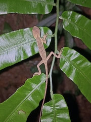 Calotes emma