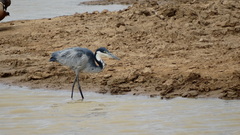 Ardea melanocephala