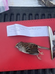 Zonotrichia albicollis