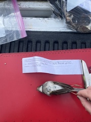 Zonotrichia albicollis