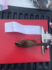 Zonotrichia albicollis