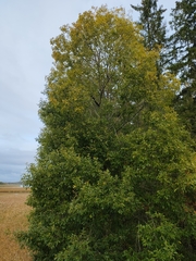 Salix pentandra