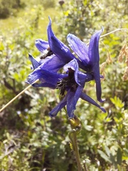 Delphinium crassifolium