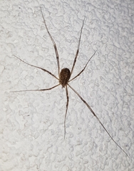 Opilio saxatilis