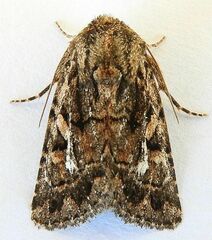 Ulolonche orbiculata