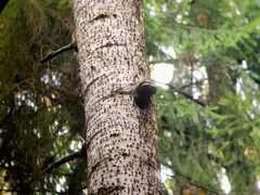 Dendrocopos major
