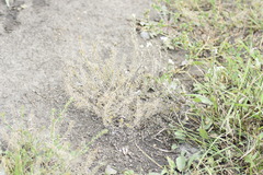 Lepidium ruderale