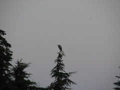 Ardea melanocephala