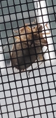 Pentatomoidea