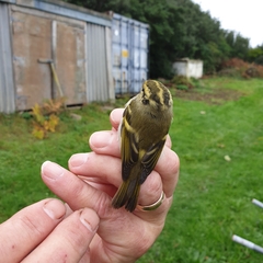 Phylloscopus proregulus