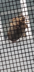 Pentatomoidea