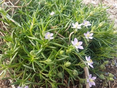 Spergularia rupicola