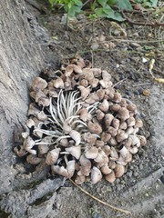Coprinellus