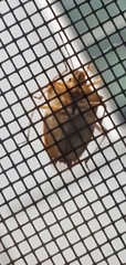 Pentatomoidea