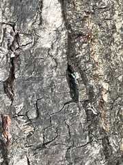 Phaeophyscia orbicularis