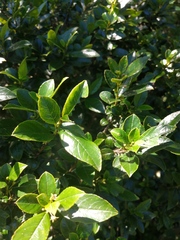 Rhamnus prinoides