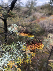 Grevillea armigera