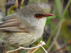 Malurus lamberti