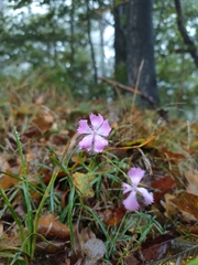 Dianthus seguieri