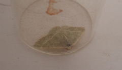 Microloxia herbaria