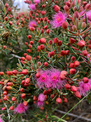 Verticordia monadelpha