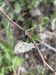 Burnsius communis