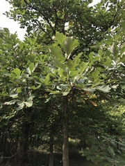 Quercus bicolor