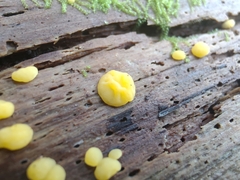 Dacrymyces corticioides