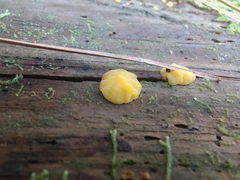 Dacrymyces corticioides