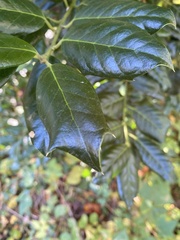 Ilex cornuta