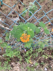 Lantana horrida