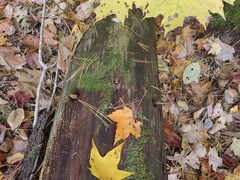 Dacrymyces corticioides