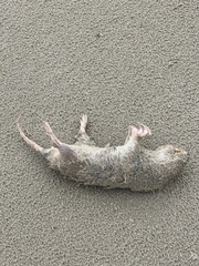 Geomys personatus