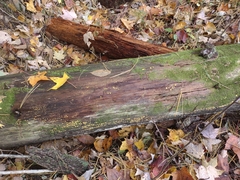 Dacrymyces corticioides