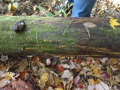 Dacrymyces corticioides