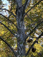 Platanus