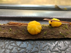 Dacrymyces corticioides