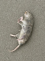 Geomys personatus