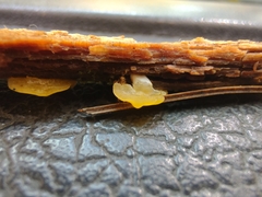 Dacrymyces corticioides